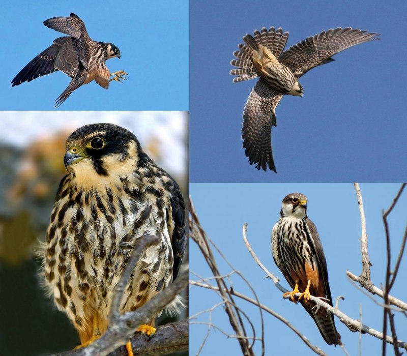 Семейства ястребиных в России