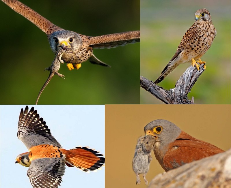 Сокол Сапсан