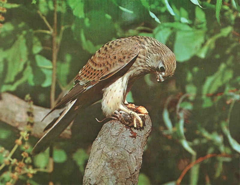 Обыкновенная пустельга