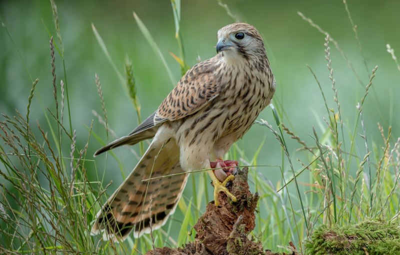 Сокол пустельга