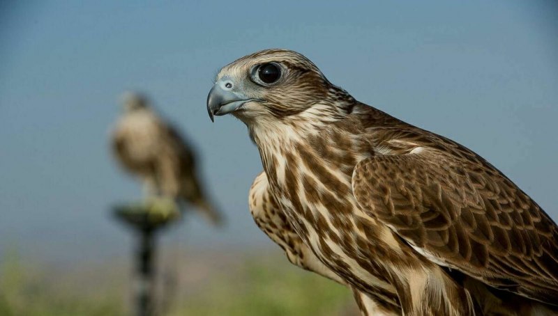 Беркут балобан