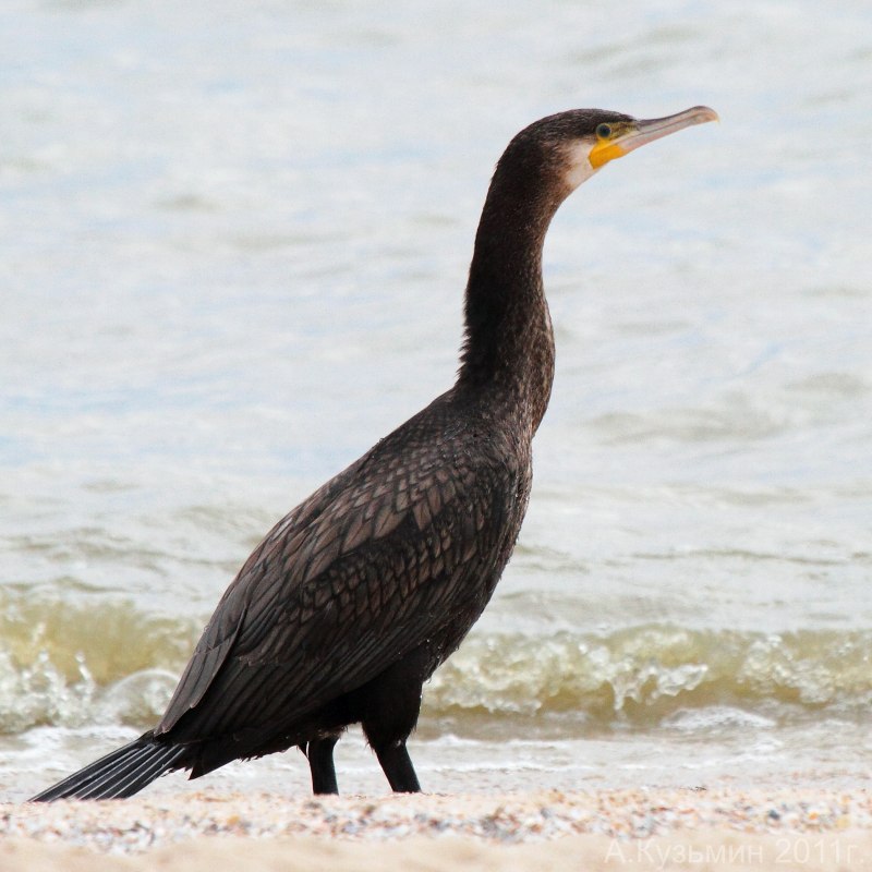 Хохлатый Баклан Phalacrocorax Aristotelis