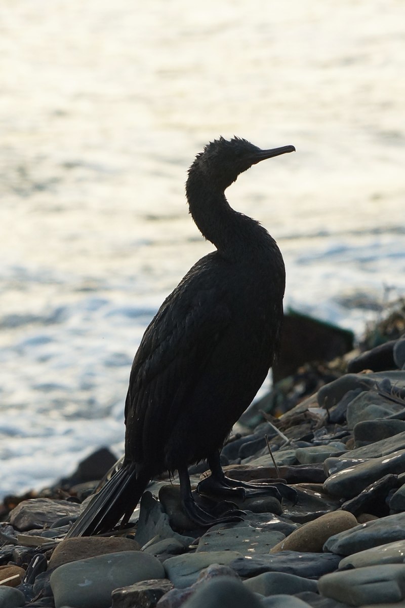 Хохлатый Баклан Phalacrocorax Aristotelis