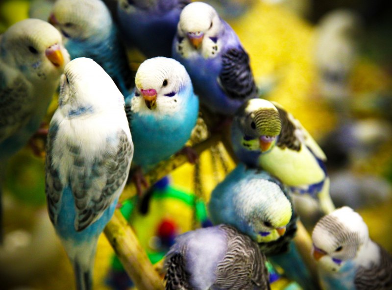 Попугайчик волнистый (Melopsittacus undulatus)