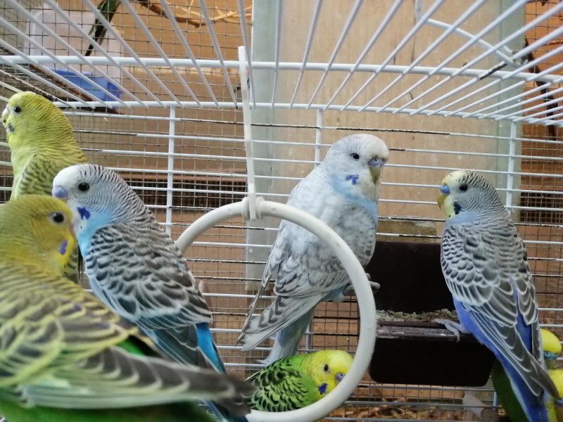 Budgie попугай