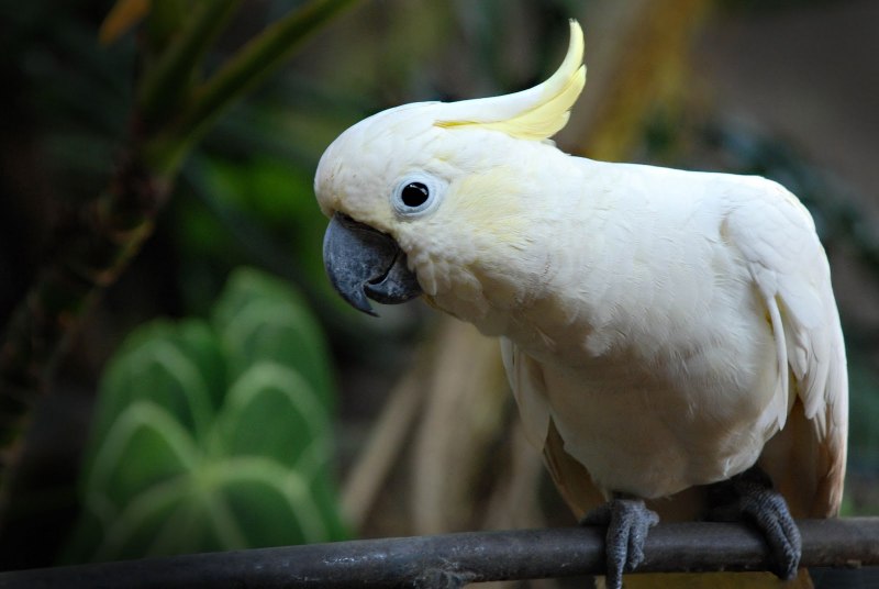 Cacatua sulphurea