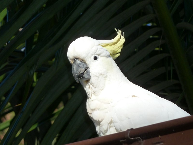 Cacatua sulphurea