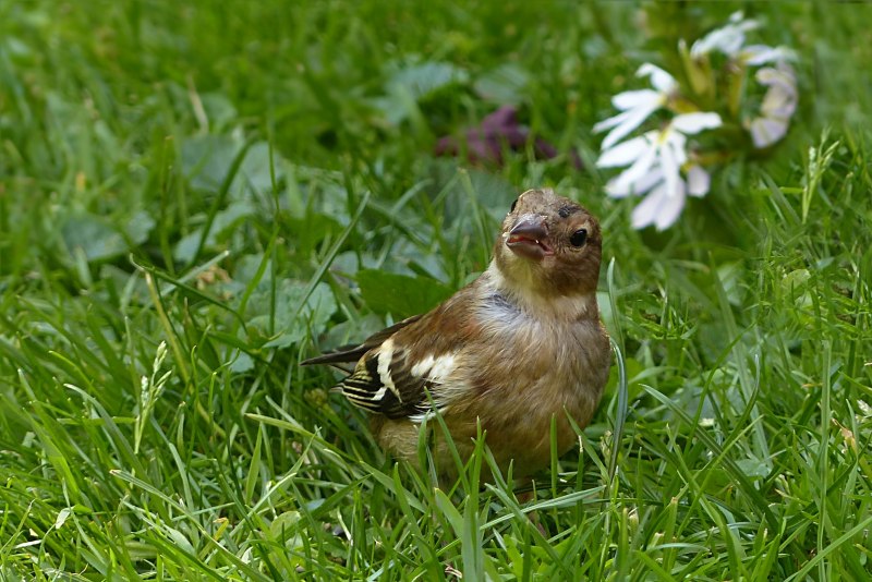 Fringilla COELEBS птенец