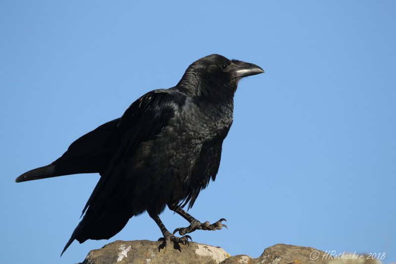 Щетинистая ворона / Corvus rhipidurus