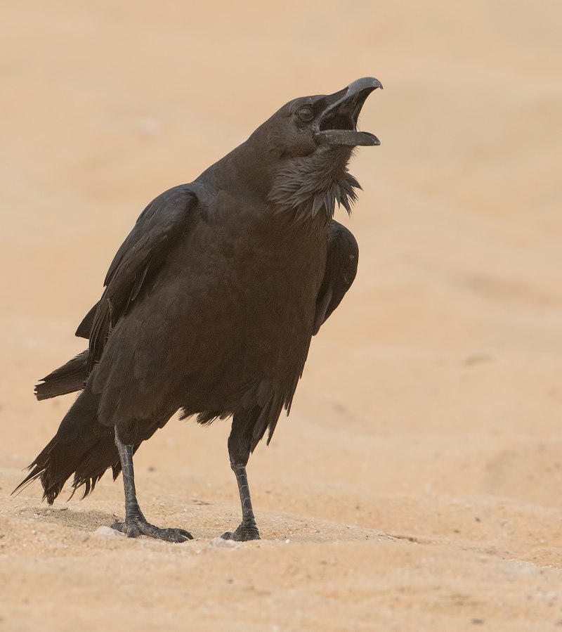 Corvus ruficollis