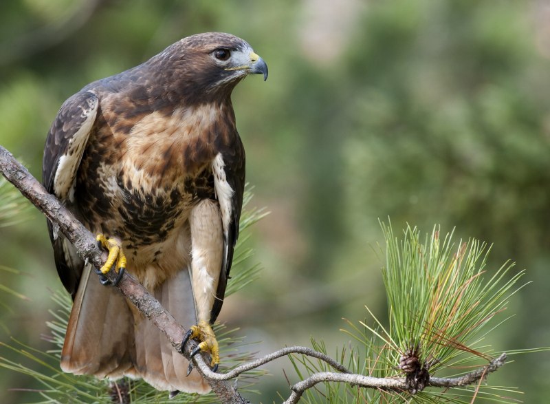 Athene Noctua птица