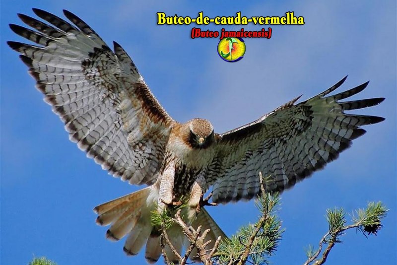 Red tailed Hawk