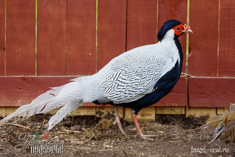 Серебряный фазан птицы (40 фото)