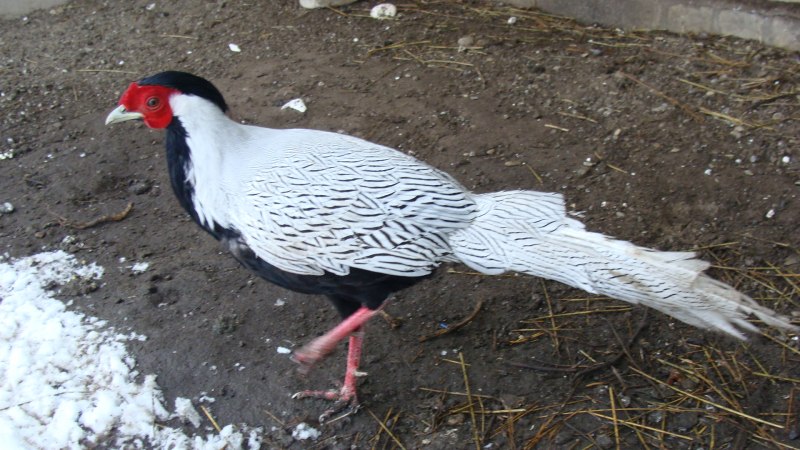 Уссурийский фазан