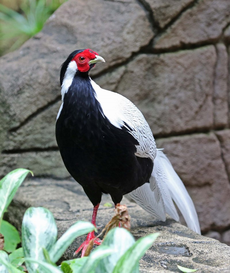 Lophura nycthemera