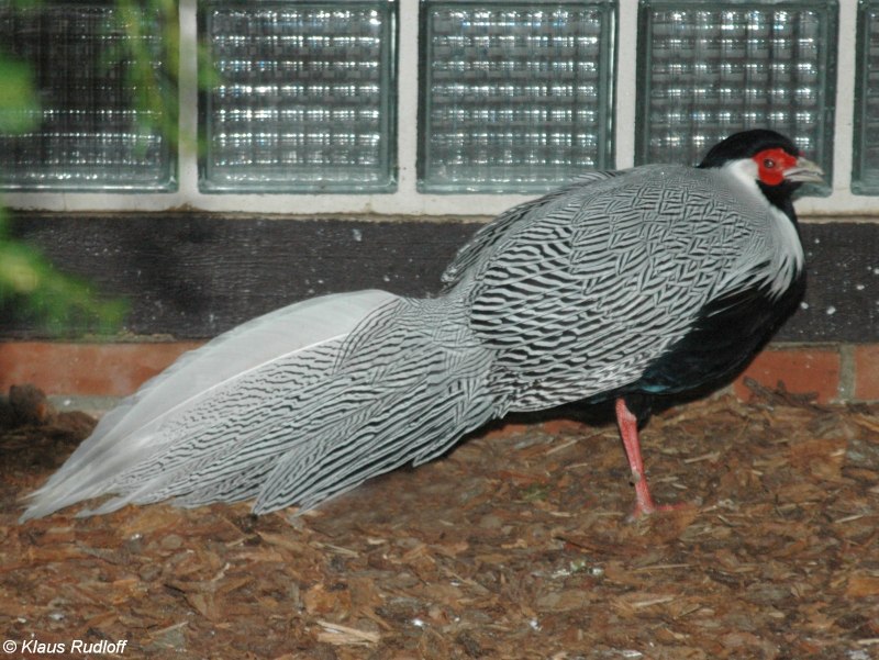 Lophura nycthemera Jonesi