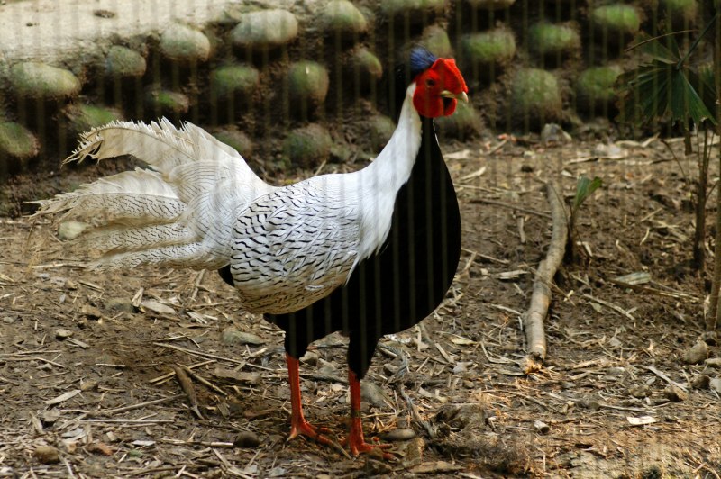 Lophura nycthemera