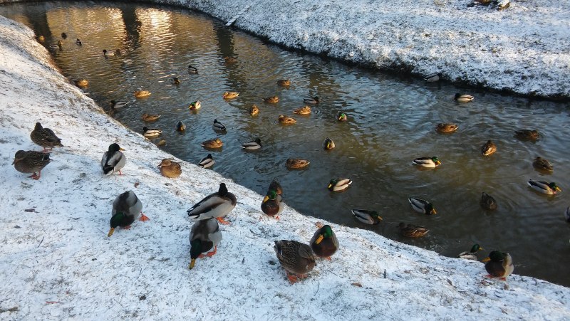 Селезень серой утки весной