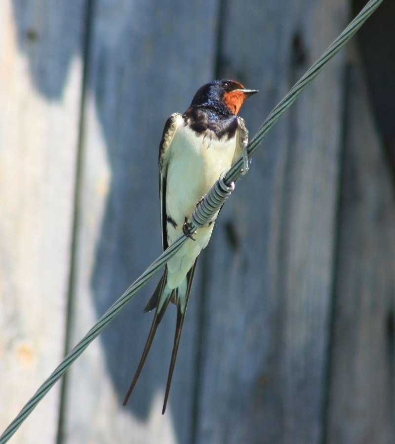 Деревенская Ласточка – Hirundo Rustica
