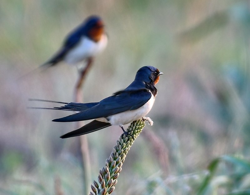 Деревенская Ласточка – Hirundo Rustica