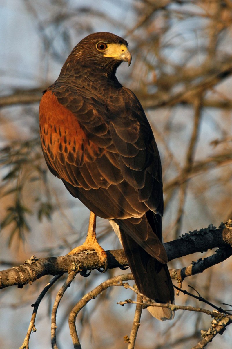 Red tailed Hawk (ястреб)