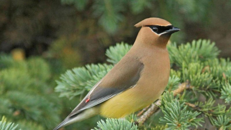 Дербник (Falco columbarius)
