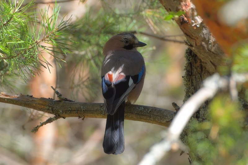 Серая куропатка (Perdix Perdix)