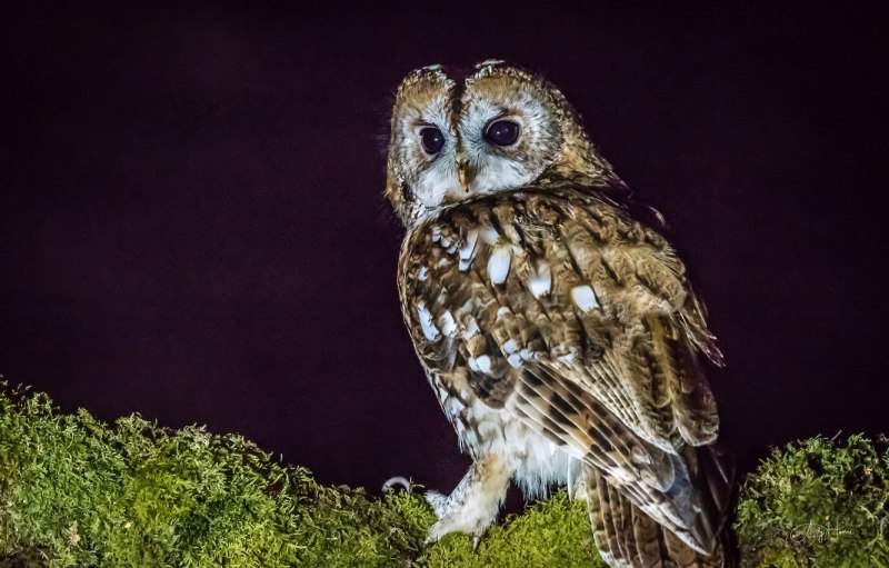 Ночная Сова.(Night Owl).1993