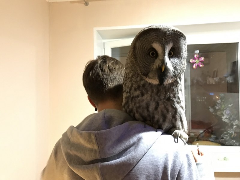 Самые красивые Совы