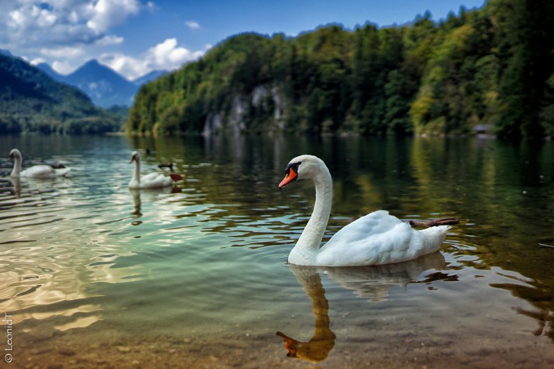 Красивая природа с лебедями