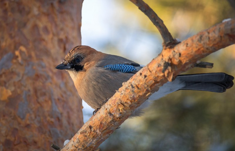 Сойка garrulus glandarius