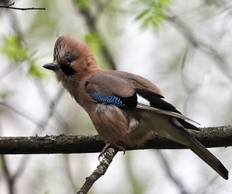 Garrulus glandarius