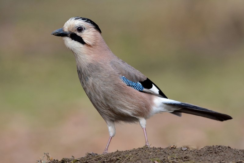 Сойка garrulus glandarius