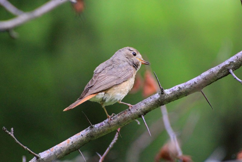 Обыкновенная горихвостка (Phoenicurus Phoenicurus)