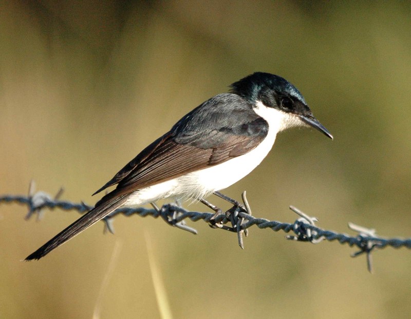 Уссурийский Снегирь (pyrrhula griseiventris)