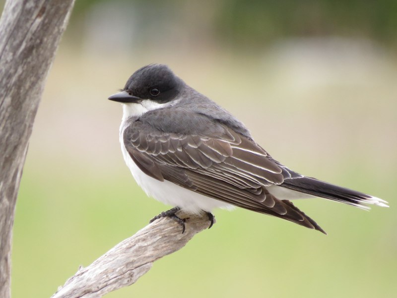Pyrrhula cineracea