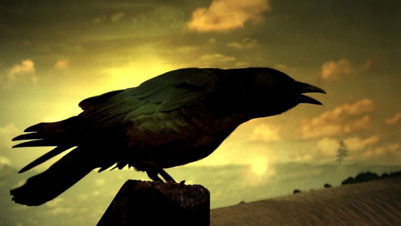 Yellow Raven Scorpions