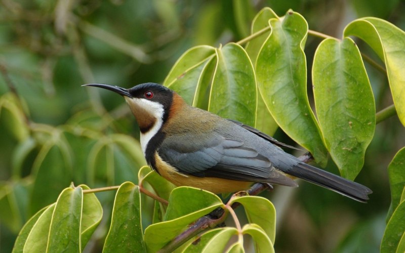 Elanoides forficatus птица