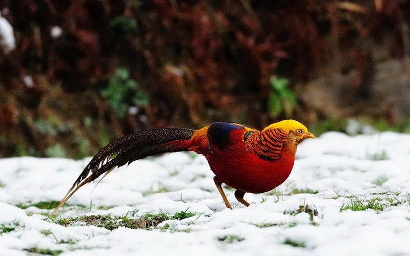 Обои Golden Pheasant