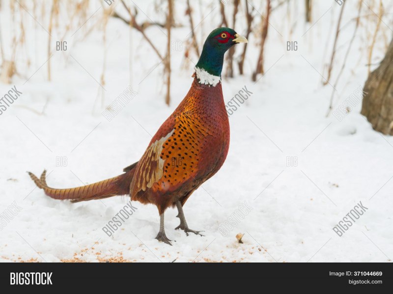 Охотничий фазан самка