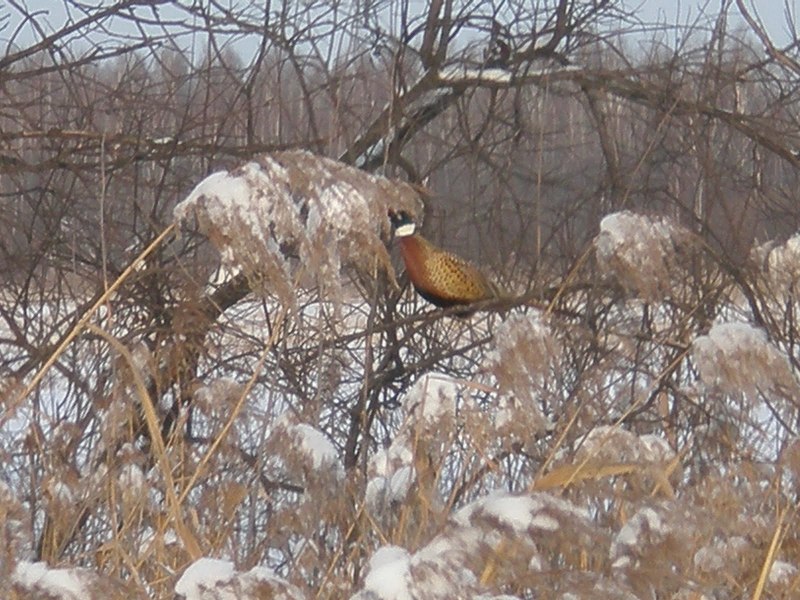Королевский фазан самка и самец