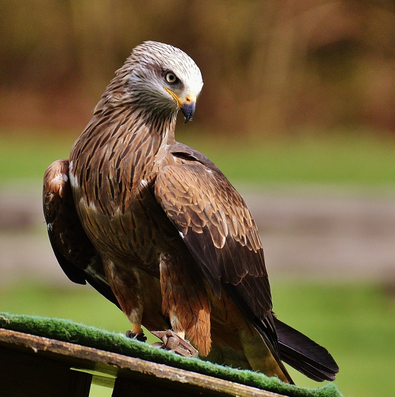 Красный Коршун 6 Milvus Milvus