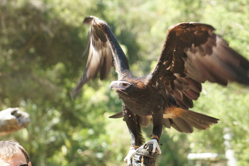 Wedge tailed Eagle