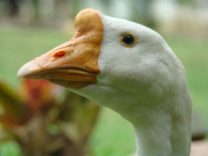 Клюв Гусыни