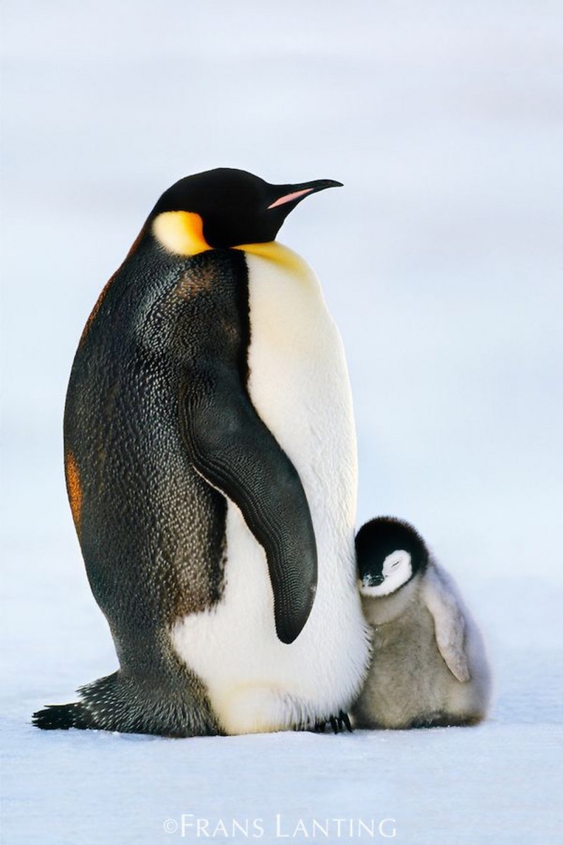 Пингвин животное для детей (51 фото)