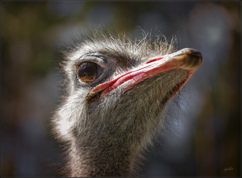 Ostrich (Struthionidae)