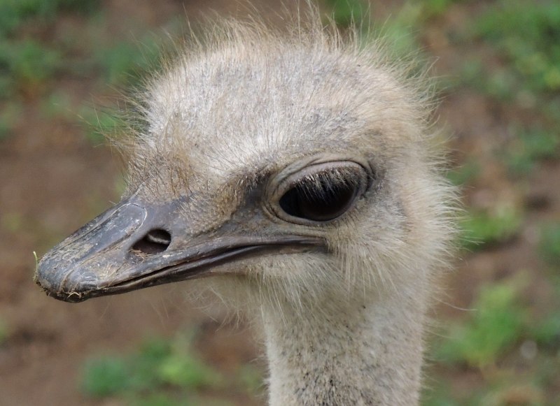 Baby Ostrich