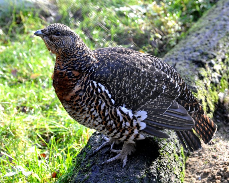 Tetrao urogallus