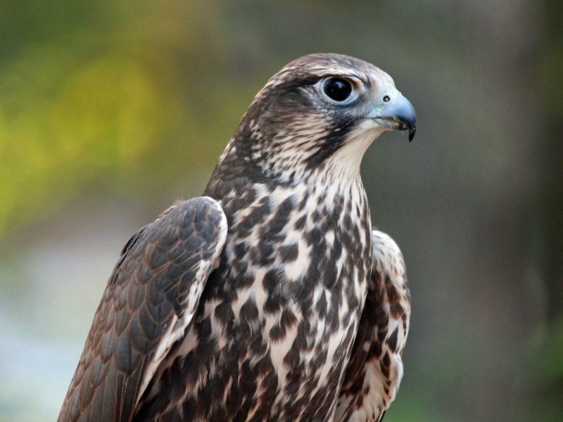 Балобан Falco cherrug