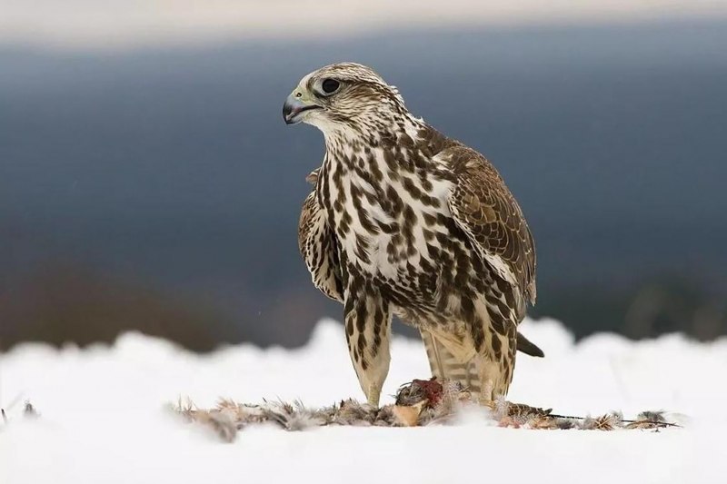 Falco cherrug